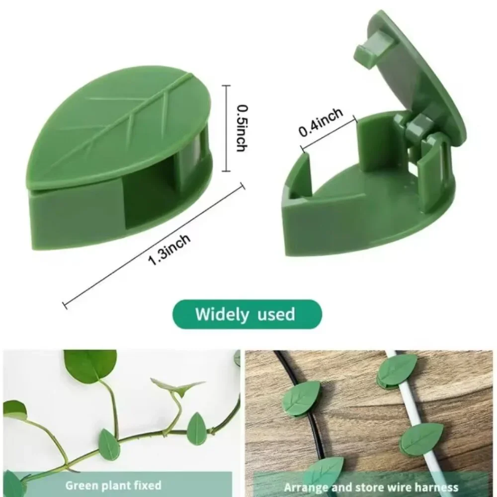 Pothos Clips Control Climbing pothos Wall support